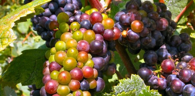 Pinot Meunier grapes